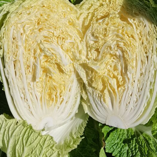 肇州县东北黄心大白菜，走市场，酸菜厂，泡菜厂