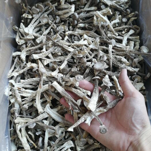 古田县鹿茸菇中条，足干，颜色白，切根，条形匀称