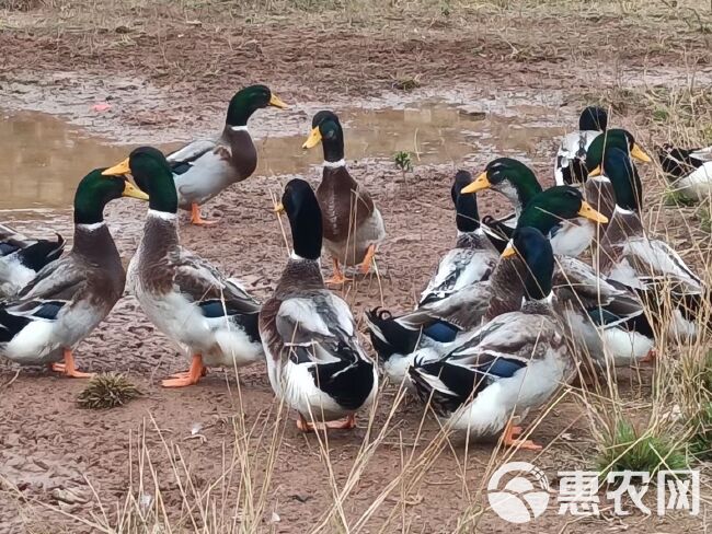 麻鸭清远青头鸭土鸭散养5个月左右顺丰包邮