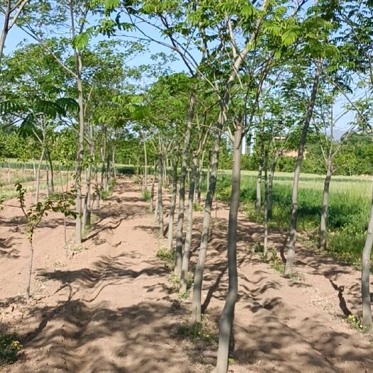 富平县金合欢树自家地里树有500棵谁要便宜处理都是米径8公分左右的