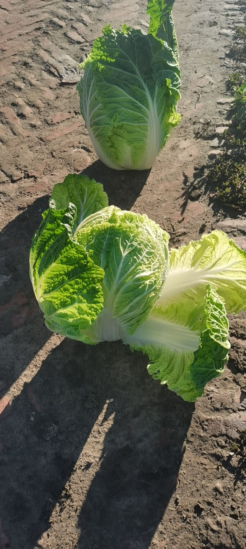 东北黄心大白菜可以走市场，酸菜厂，泡菜厂