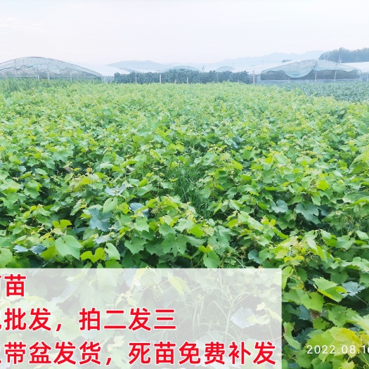 平邑县葡萄苗