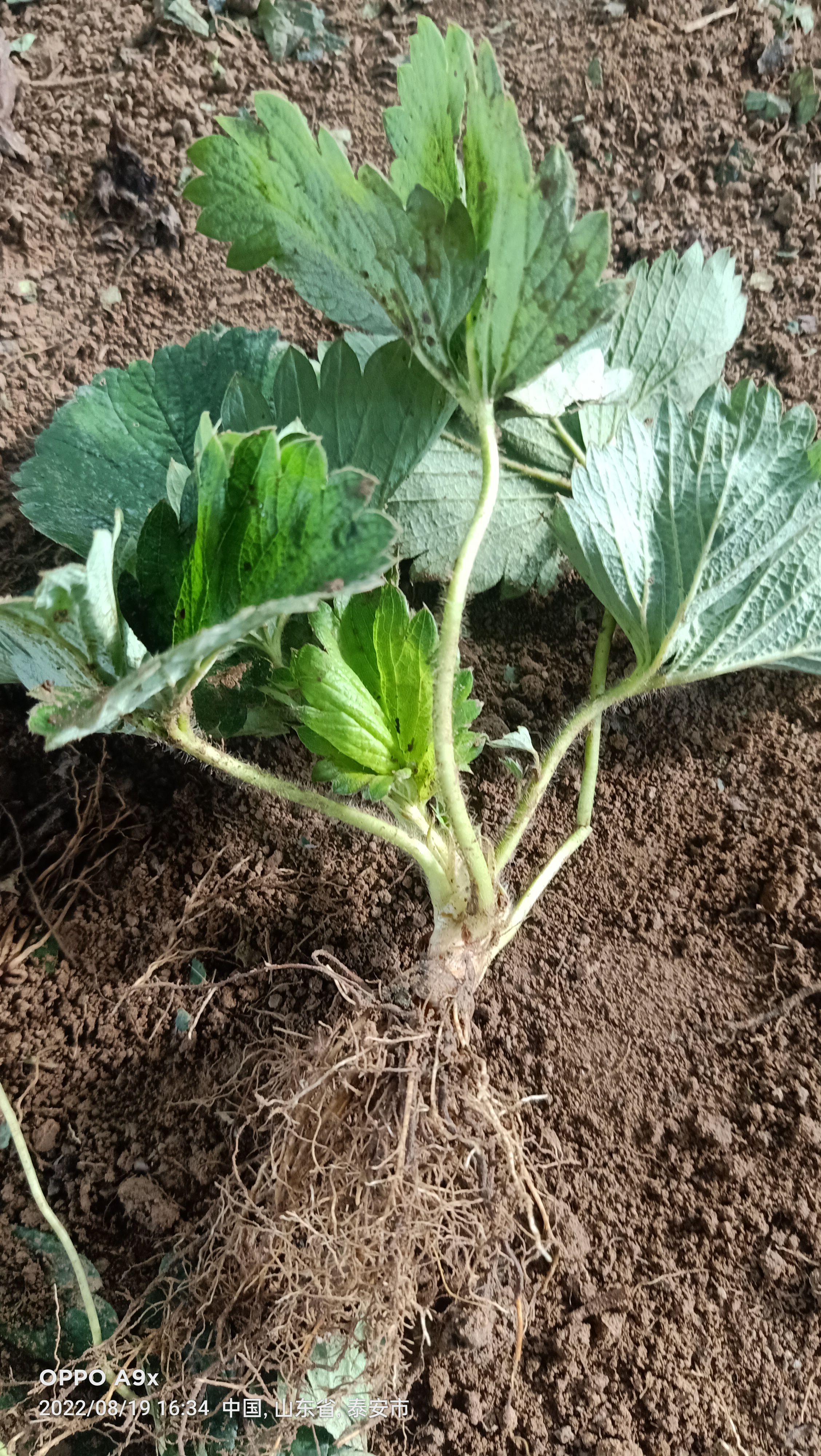 草莓苗，四季草莓苗！