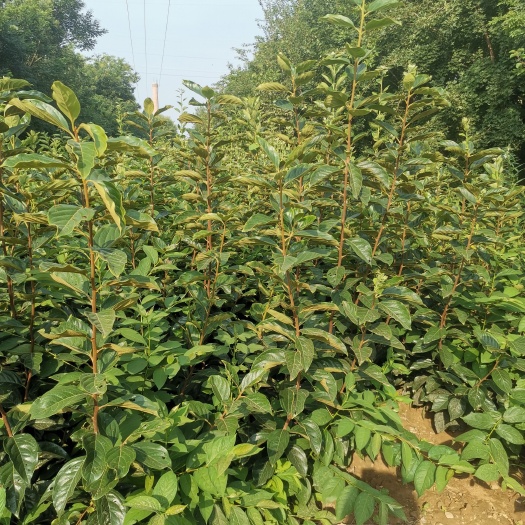 绛县山西阳丰水果甜柿子苗