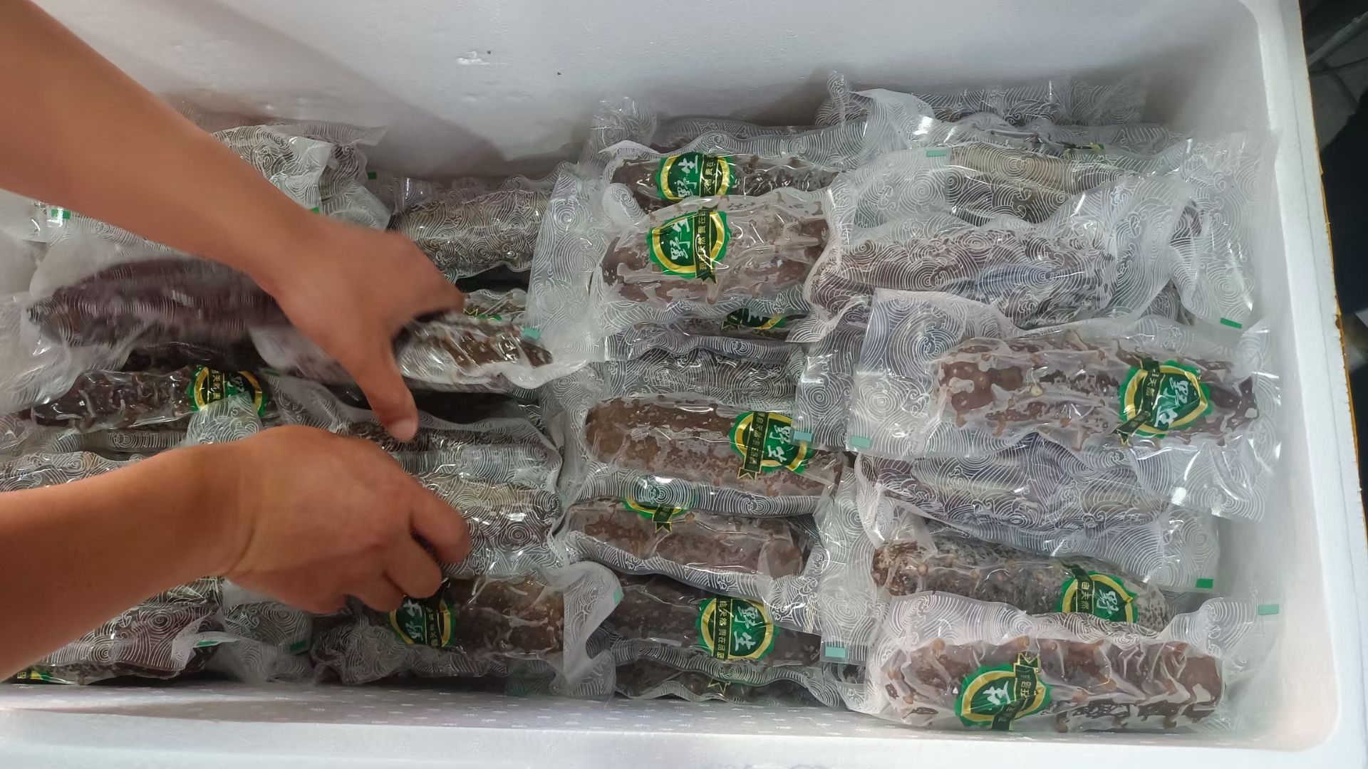 特大头海参