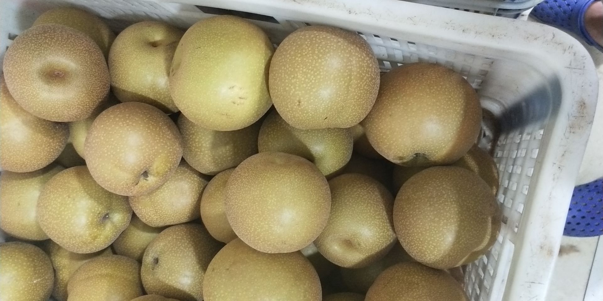 丰水梨