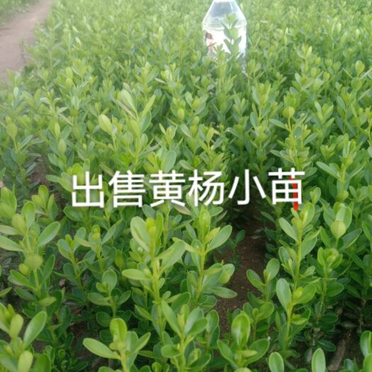 凤城市出售优质黄杨小苗。