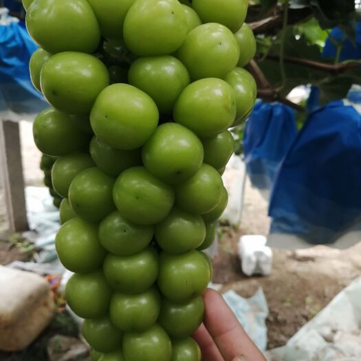 晋州市阳光玫瑰