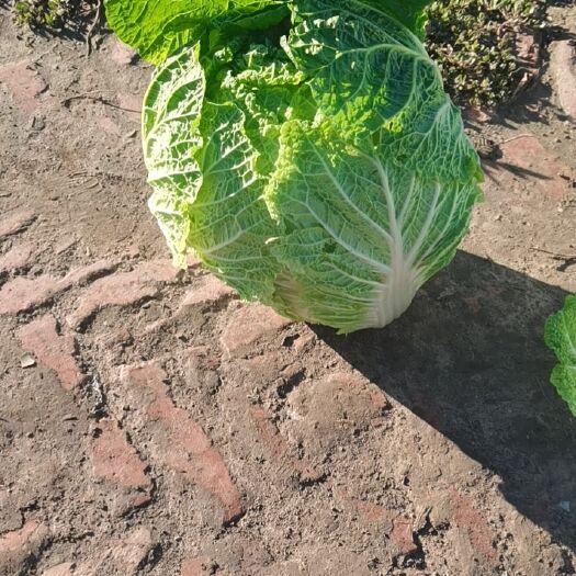 肇州县东北黄心大白菜可以走市场，酸菜厂，泡菜厂