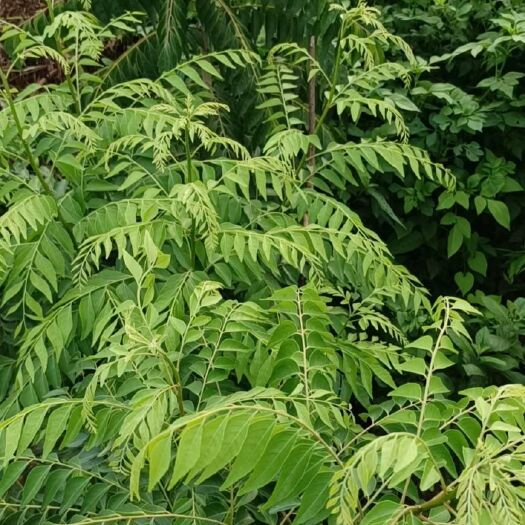 清远新鲜咖喱叶  调料九里香叶（新鲜同干的都有）咖喱炒饭  虾酱