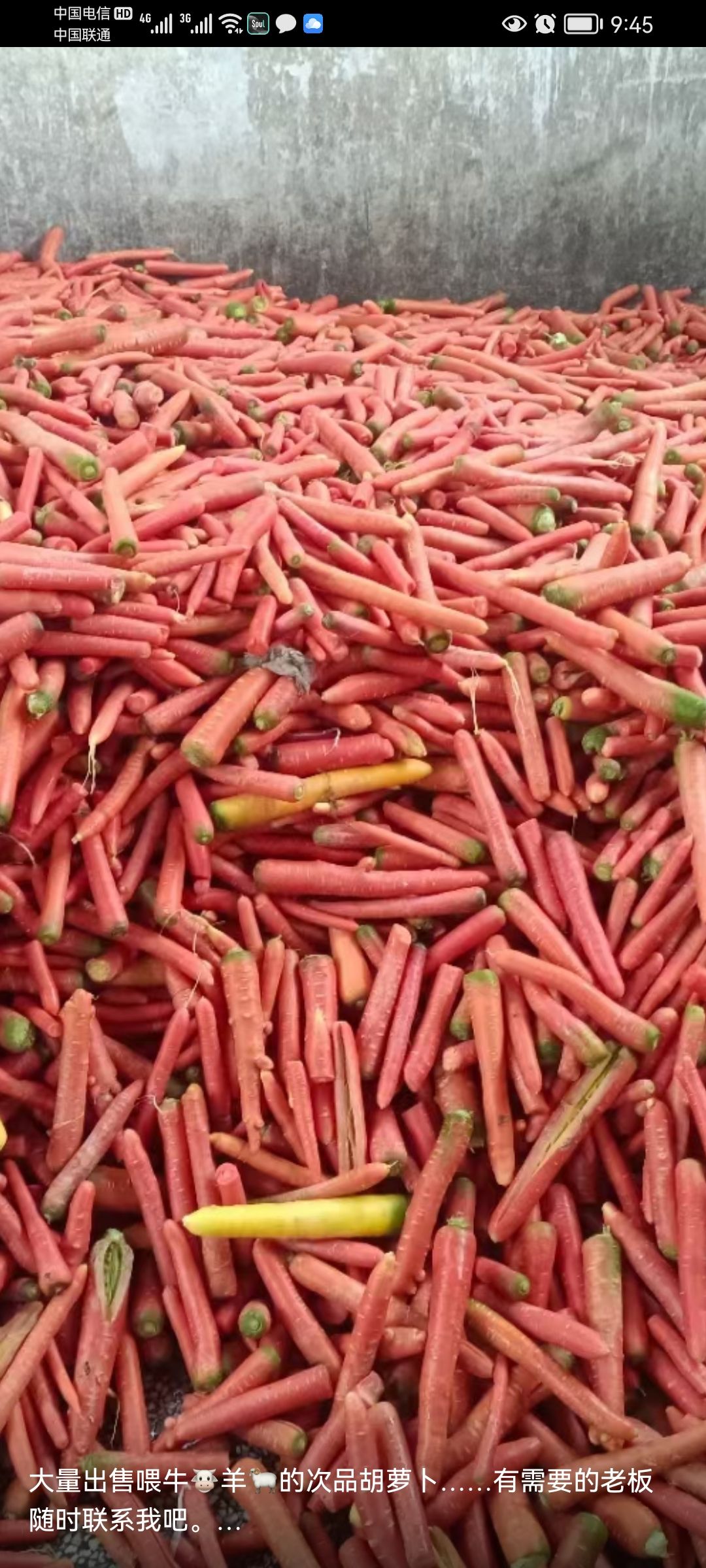 大量次品胡萝卜，适合饲喂牛，羊，猪，黄粉虫等都是优质好原料