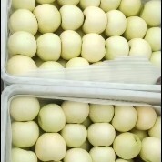 新泰市黄元帅大量有货