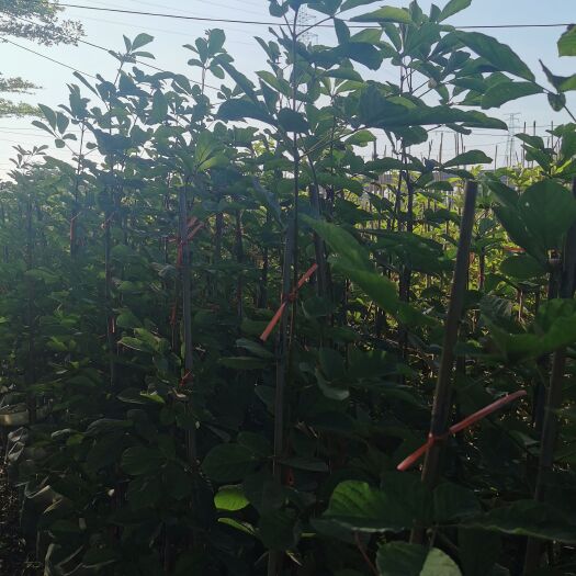 佛山黄花风铃