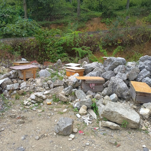 龙里县贵州大山里的原生土蜂蜜