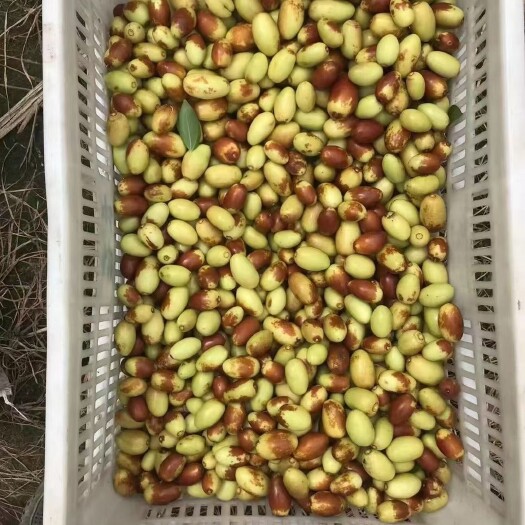 无棣县皮薄脆甜多汁，营养丰富，价格美丽。