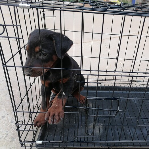 邹平市杜宾幼犬宠物级三个月大三针卫佳五一针宠必威狂犬均已完成