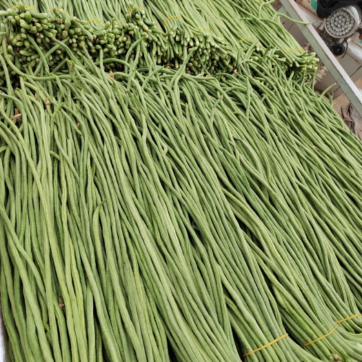 新乐市缸豆，十八豆大量上市中，色泽鲜艳，条直，货源充足，大量有货！