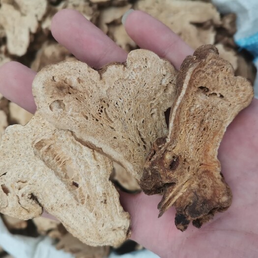 生白术   炙白术  精品大个白术