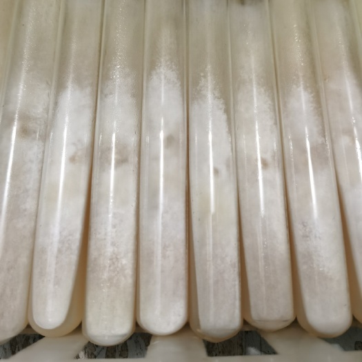 邢台羊肚菌母种（已脱毒）一代母种：全系列品种都有