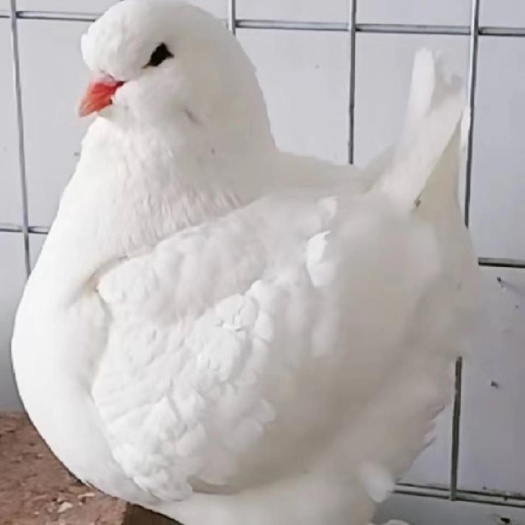 萧县白色圆环鸽