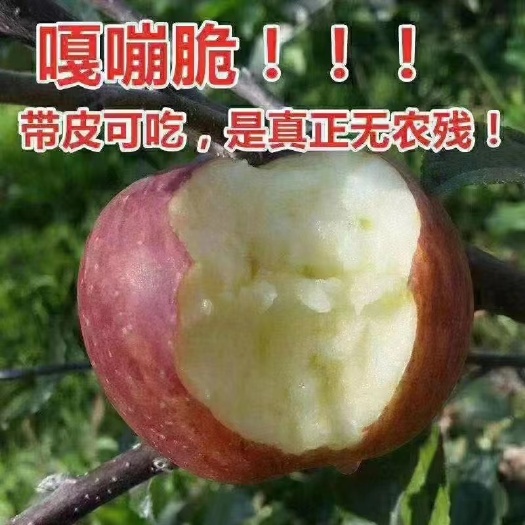 盐源县四川凉山盐源糖心丑苹果红富士果农直发