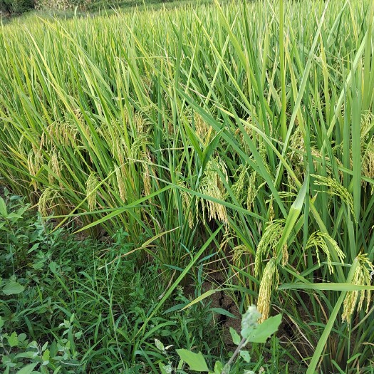 安顺稻草