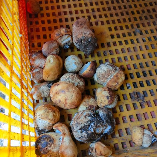盐源县黄牛肝菌