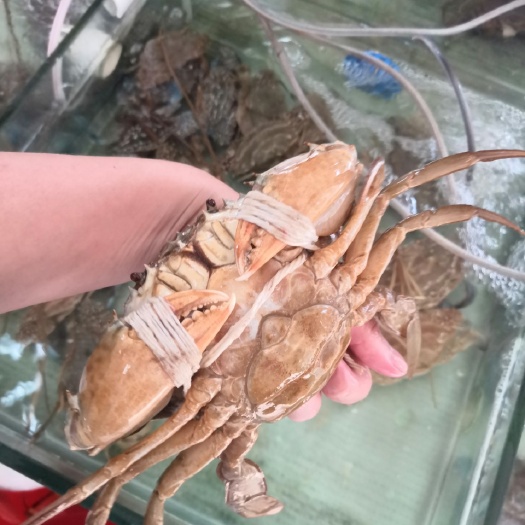 钦州北部湾本地青蟹