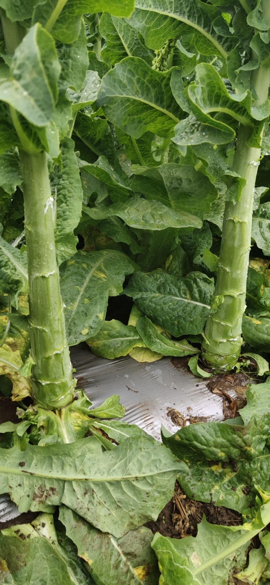 高原莴笋:三青笋