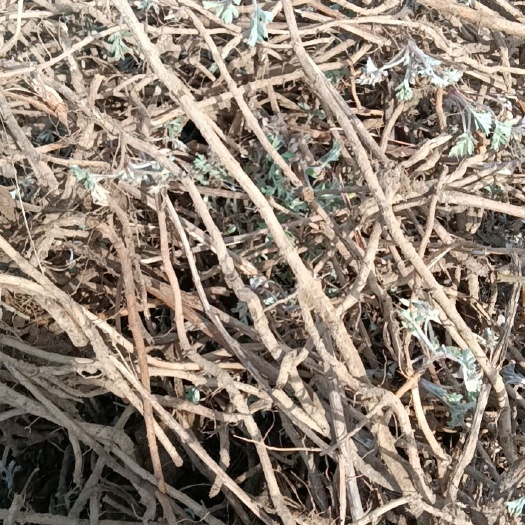 虞城县南阳宛艾根 艾根出售 大叶艾根 五叶艾根包种植包回收技术支持
