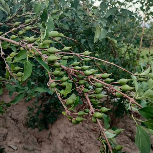 药用连翘苗中药材科研5号药材苗山西批发现挖各种规格结果连翘苗