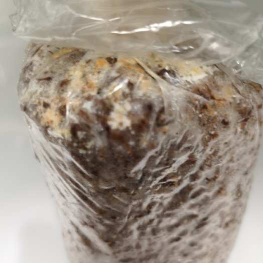 邢台羊肚菌原种（二级种）（袋装）