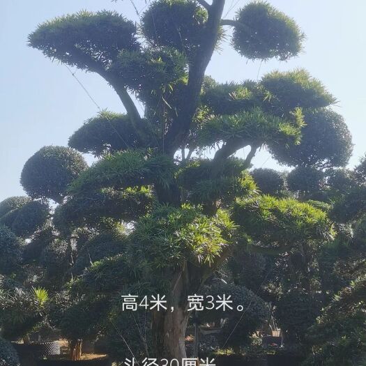 普宁市12公分罗汉松（广东普宁市供应批发商）
