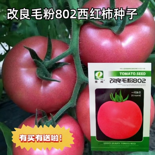 改良毛粉802大西红柿种子 春秋农户老品种粉果大番茄种子