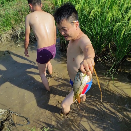 凤凰县稻花鱼，水稻与田鱼供养模式