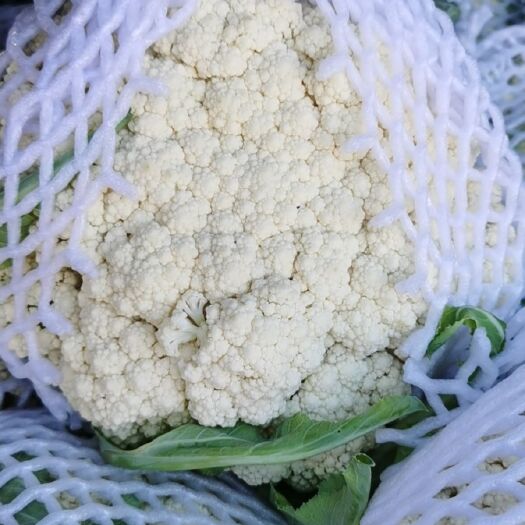 通许县白花菜花  【精品】有机花 白面青梗 发往全国