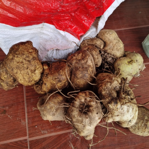 新鲜 黄精  通货 大个 12块选货