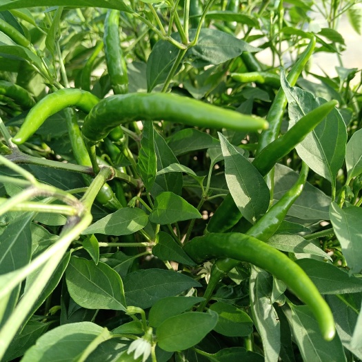 准格尔旗绿米椒，青米椒