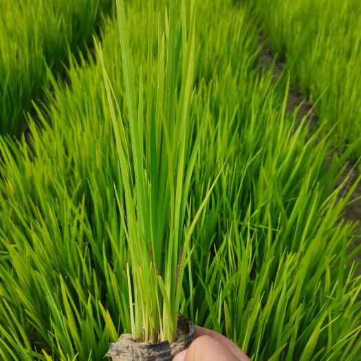 定州市黄菖蒲