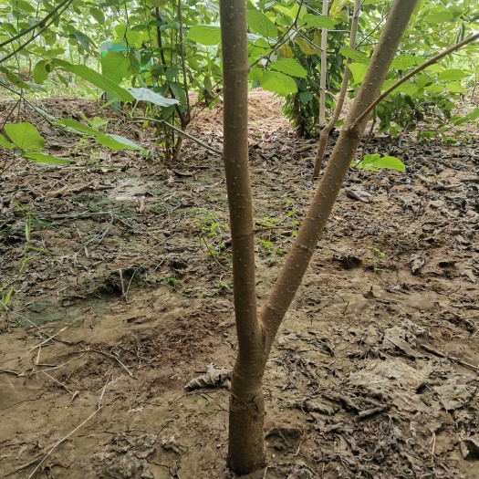 南皮县四季长果桑3年苗子