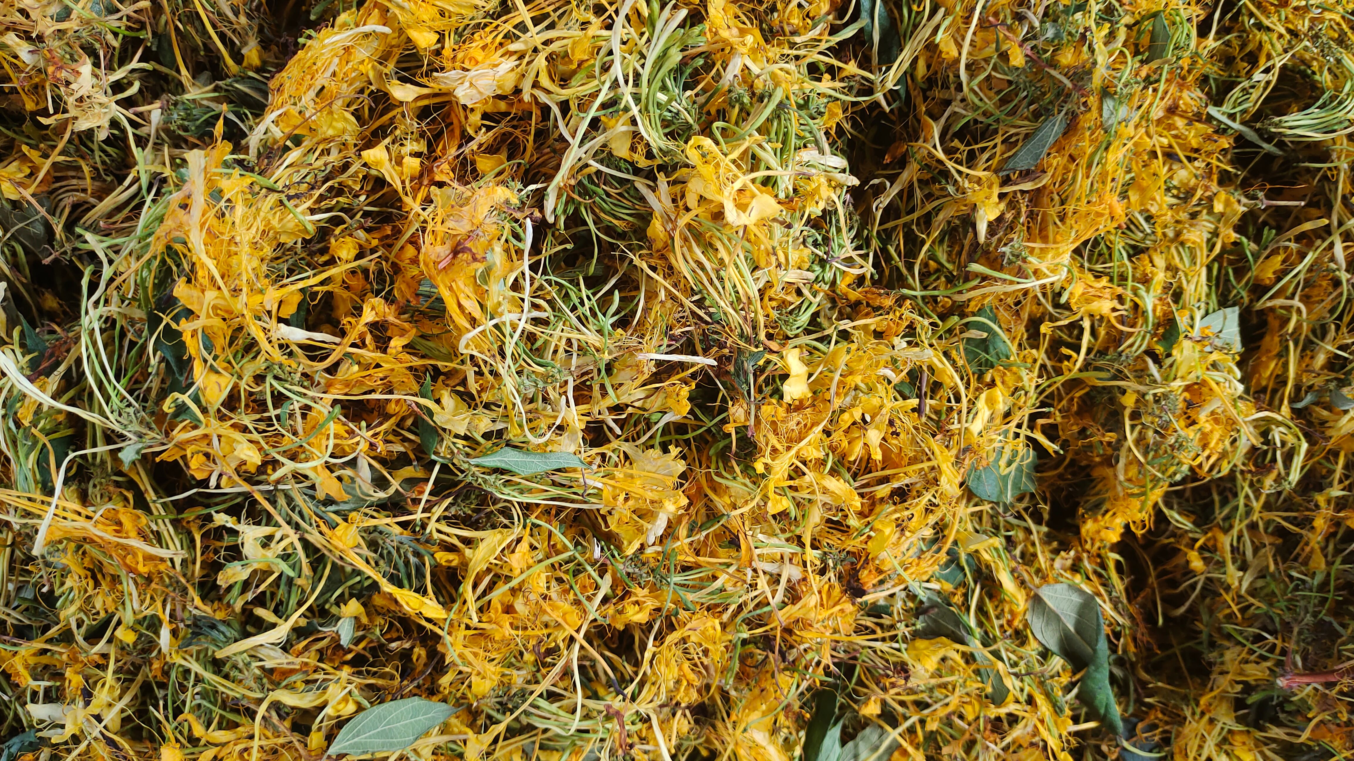 绥阳县山银花