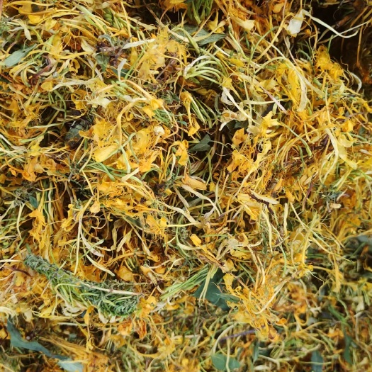 绥阳县山银花