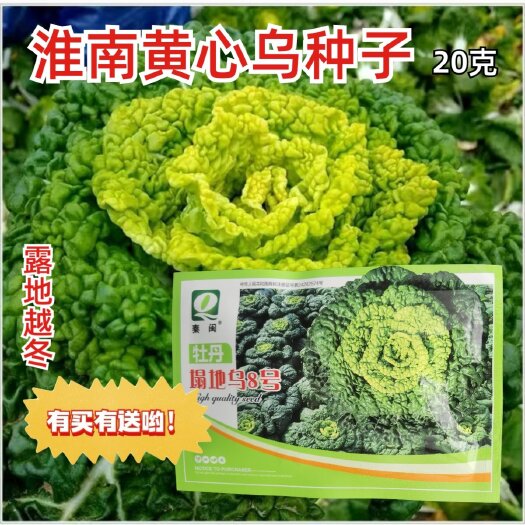 西安塌地乌8号
黄心乌塌菜种子耐寒黄心菜种籽菊花心菜籽种黄金乌