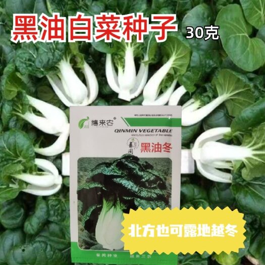 西安黑油白菜种子奶白菜乌塌小白菜种籽黑油冬种籽四季播农家蔬菜