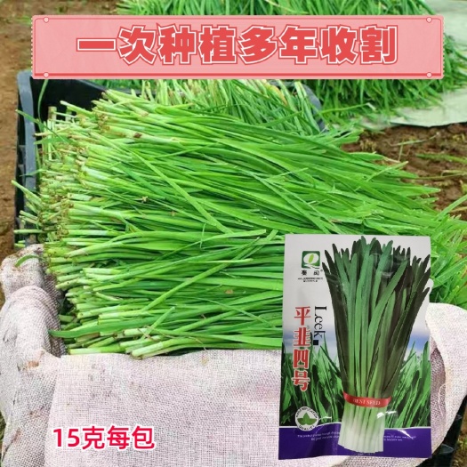 西安平韭四号韭菜种子四季盆栽蔬菜籽大叶高产韭菜籽农家种植