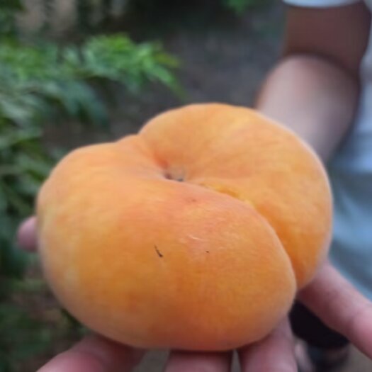 濮阳县黄蟠桃