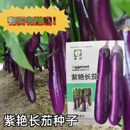 西安紫艳紫皮长茄种子春季农家小院种植蔬菜种籽高产紫红长茄子