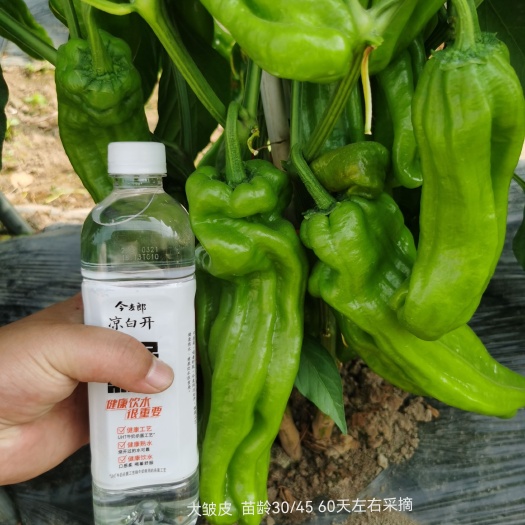 信阳销售优质线椒，大皱皮，螺丝椒种子