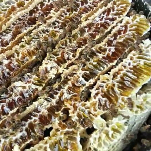 长阳县长阳清江土家蜂蜜