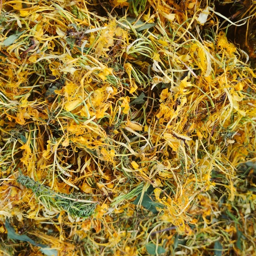 绥阳县山银花